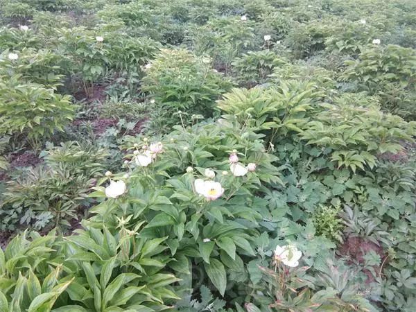 赤芍行情深度解析，小巷特色藥材探尋之旅