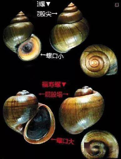 田螺價(jià)格背后的溫情故事，奇遇與收購(gòu)之旅
