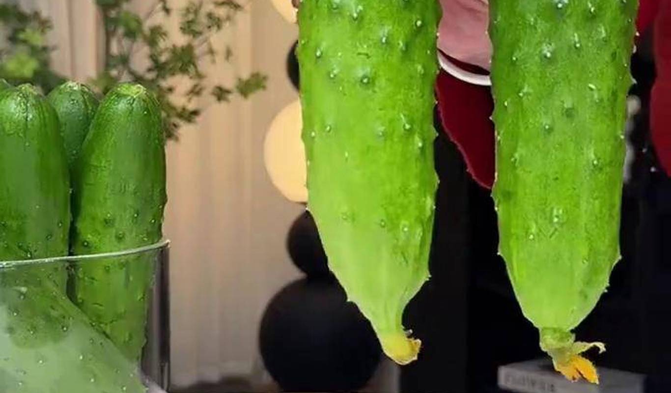 黃瓜視頻下載最新版，時(shí)代背景下短視頻巨頭的迅速崛起