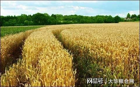 今天小麥最新價格行情，變化中的機遇與自我成長潛力探索