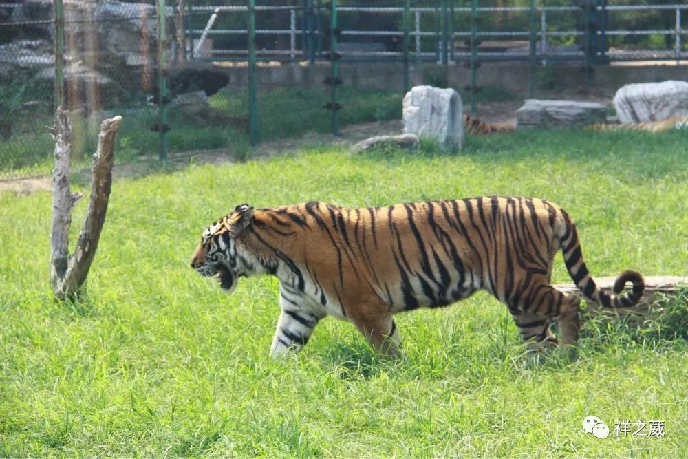 動(dòng)物園老虎吃人事件揭秘，科技重塑現(xiàn)實(shí)，震撼體驗(yàn)新紀(jì)元